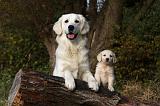 GOLDEN RETRIEVER 838